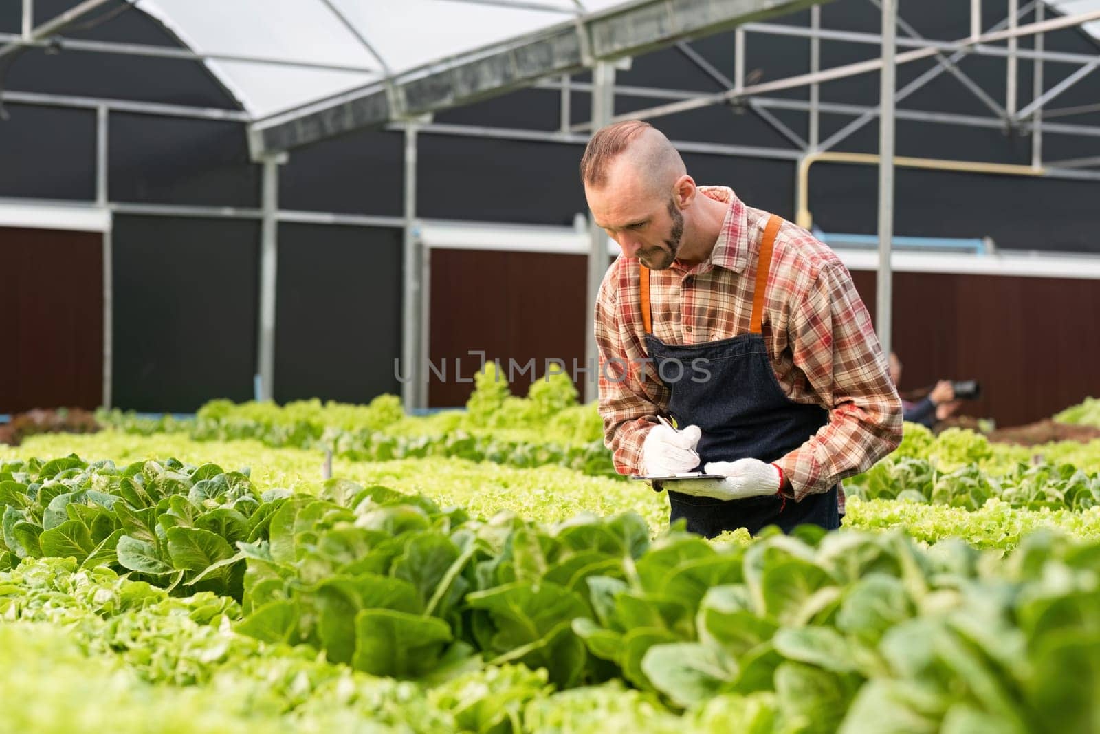 Gardener tending to organic vegetables in a modern greenhouse, showcasing sustainable agriculture and fresh produce.