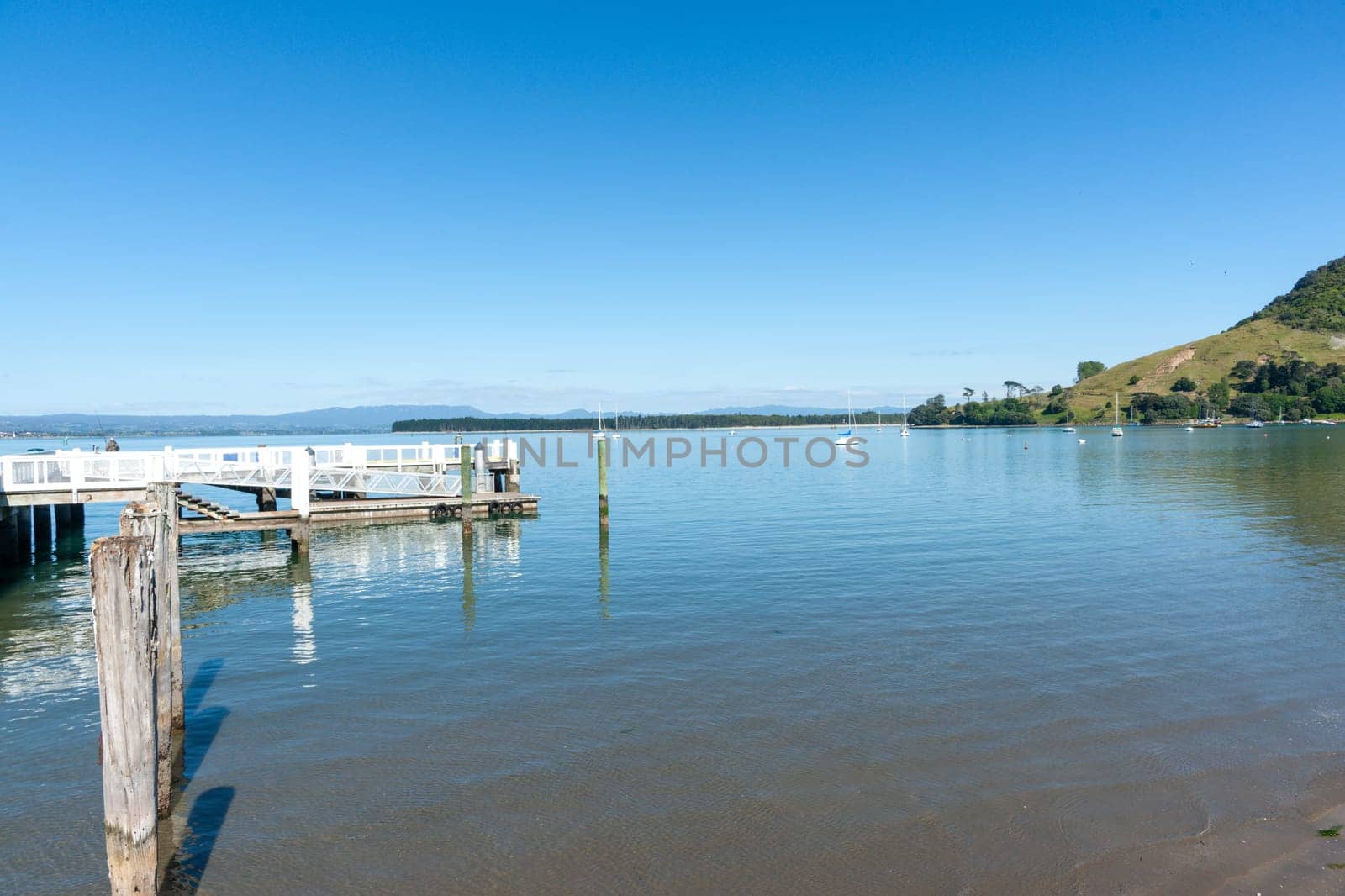 Dog asleep on pier of Salisbury Wharf at one end of Pilot Bay Mount Maunganui