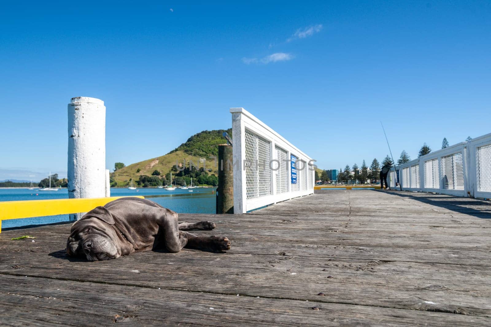 Dog asleep on pier of Salisbury Wharf at one end of Pilot Bay Mount Maunganui