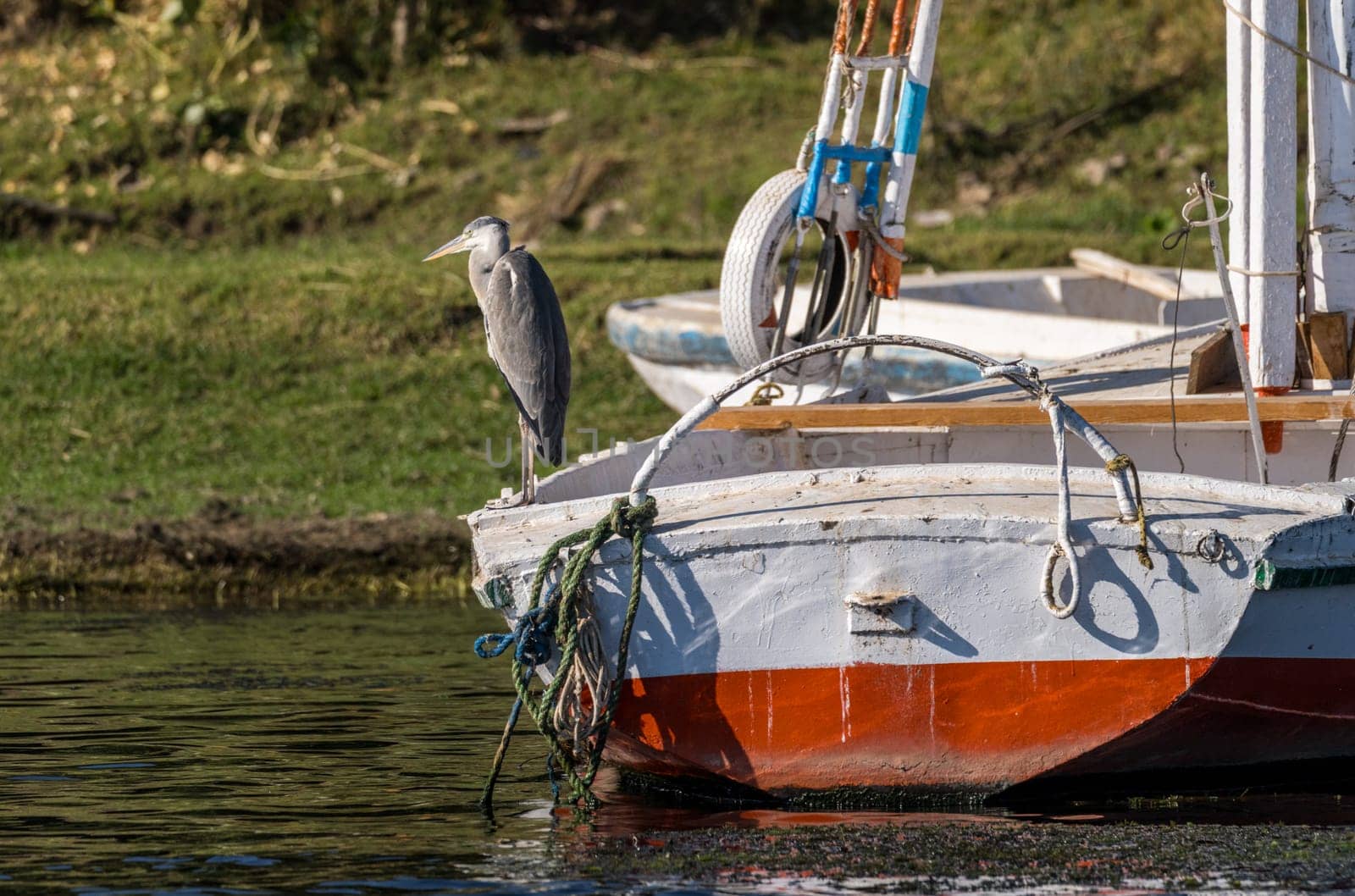 Single grey heron bird standing on old sailboat by banks of river Nile near Aswan in Egypt