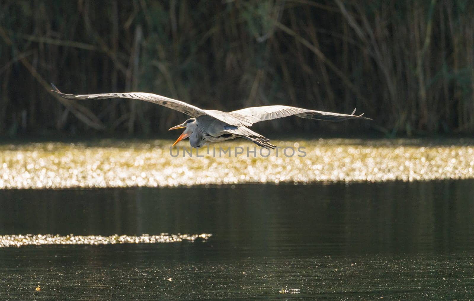 Single grey heron bird flying with beak open over Nile river near Aswan in Egypt