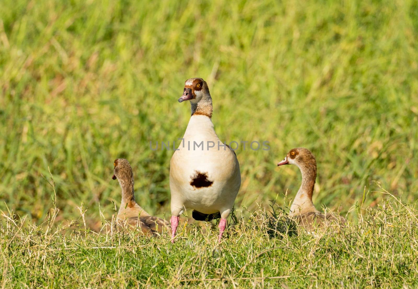 Three Egyptian geese sitting in the grass by the calm waters of the Nile River in Aswan Egypt