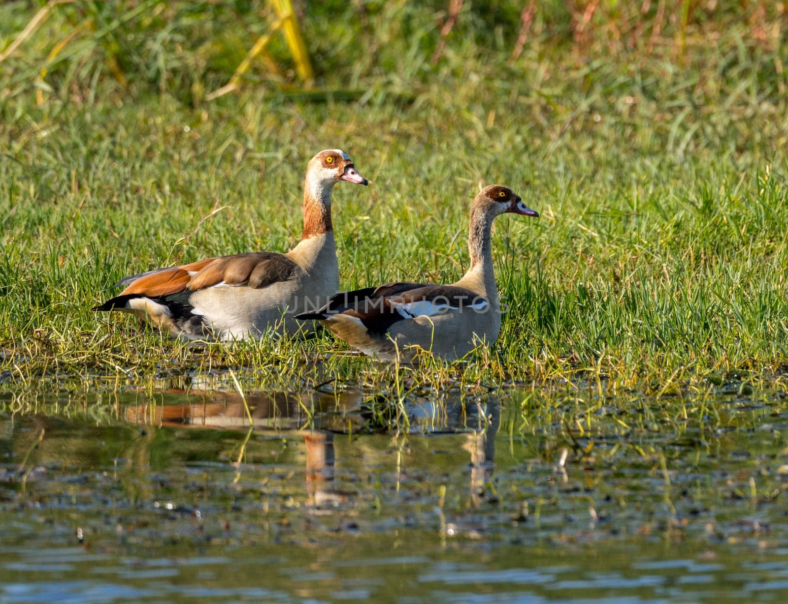 Pair of Egyptian geese sitting in the grass by the calm waters of the Nile River in Aswan Egypt