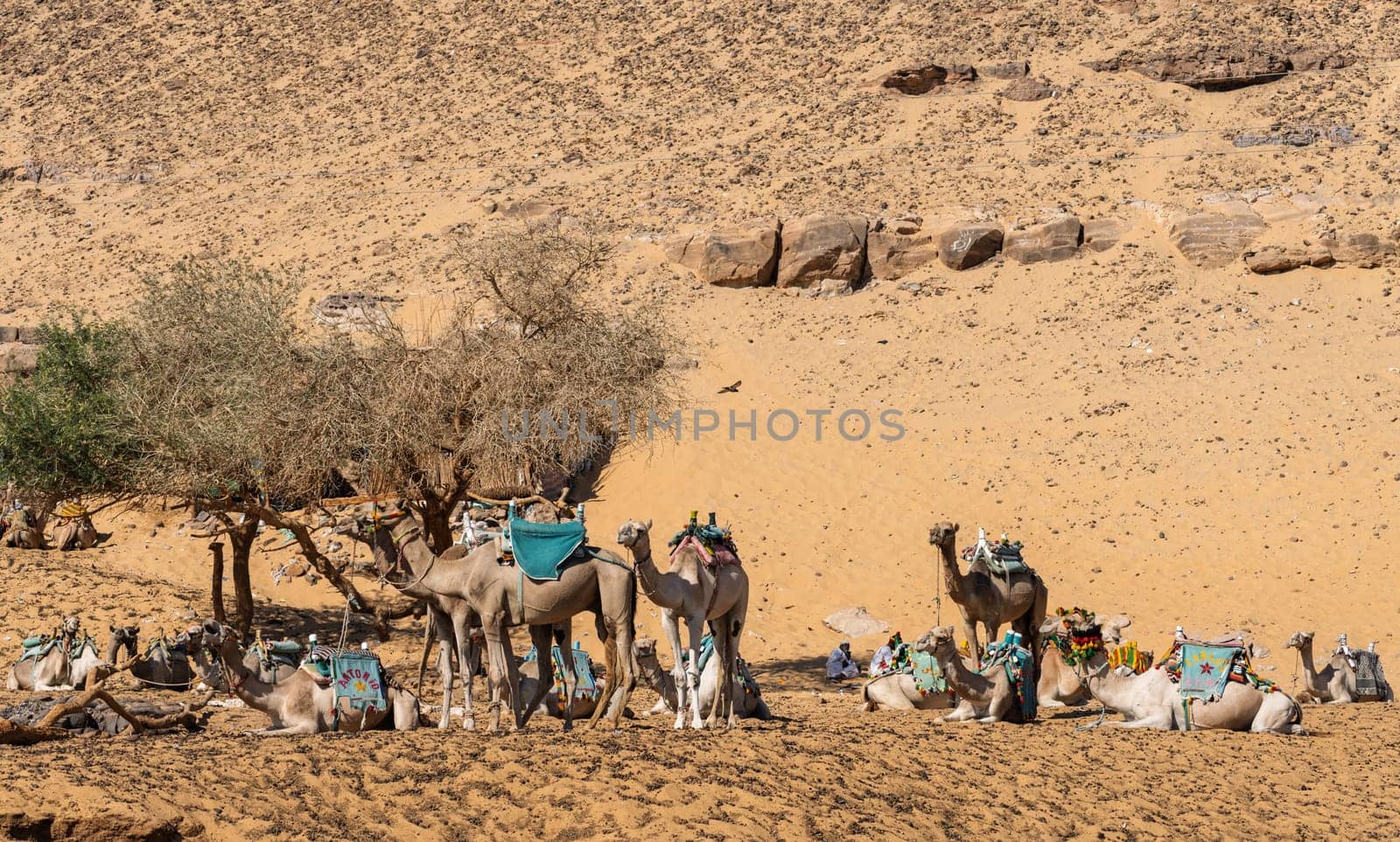 Camels ready for ride up the steep sandy hillls near Nubian village in Aswan, Egypt