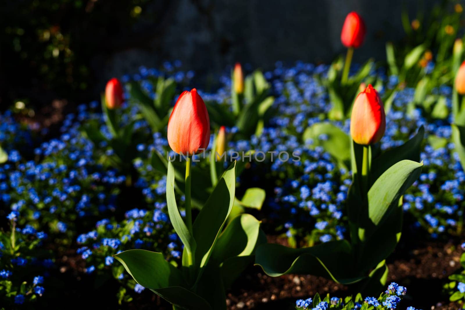 Vibrant red tulips stand tall among a bed of blue flowers in a sunlit garden, highlighting the beauty of springtime blooms and natural color contrasts