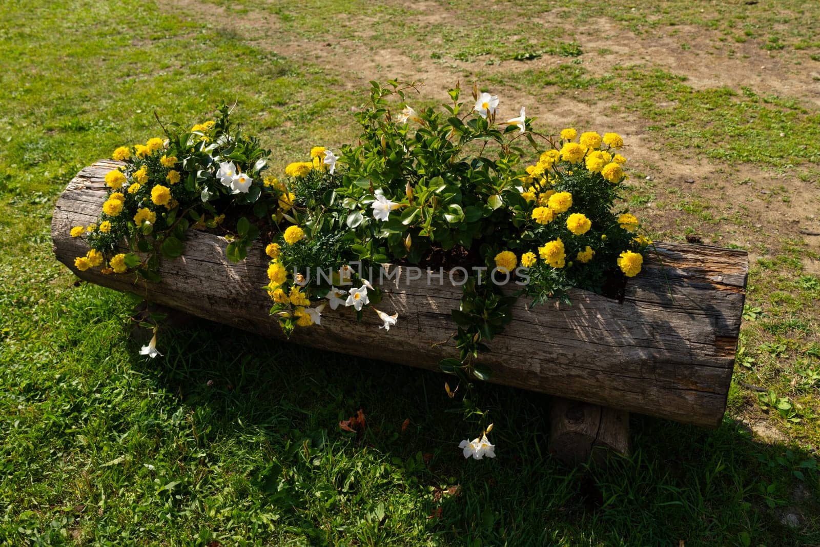 A rustic wooden log planter filled with vibrant yellow and white flowers, including marigolds, sits on green grass in an outdoor garden, adding a natural touch to the landscape