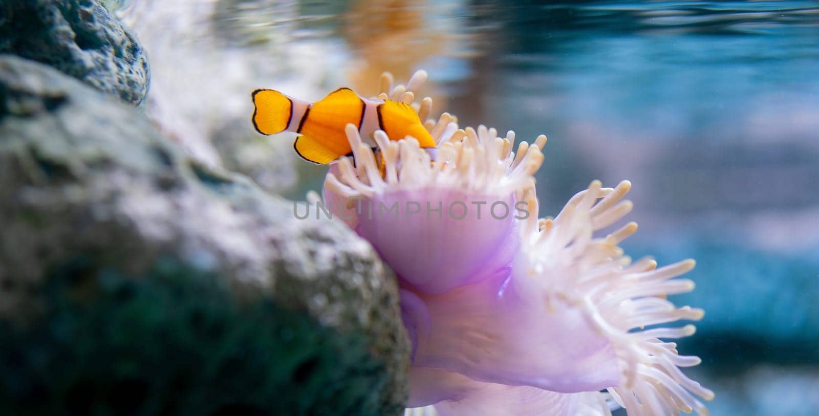 Orange clownfish exploring a vibrant coral reef filled with colorful sea anemones and clear waters, representing the diverse aquatic wildlife and serene ecosystem of tropical marine environments.