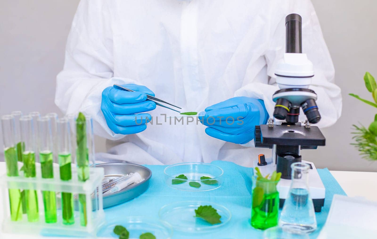 Research of plants in the laboratory. Selective focus. nature.
