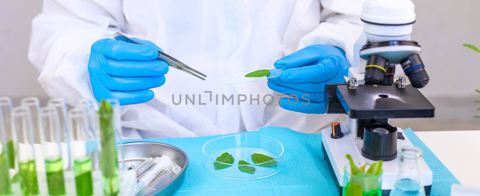 Research of plants in the laboratory. Selective focus. nature.