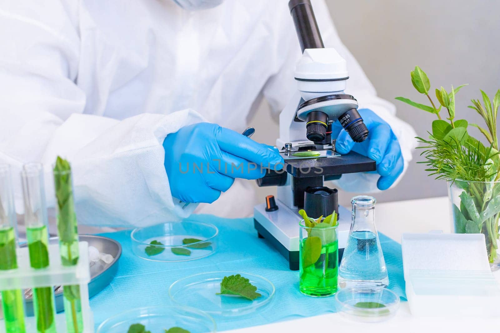 Research of plants in the laboratory. Selective focus. nature.