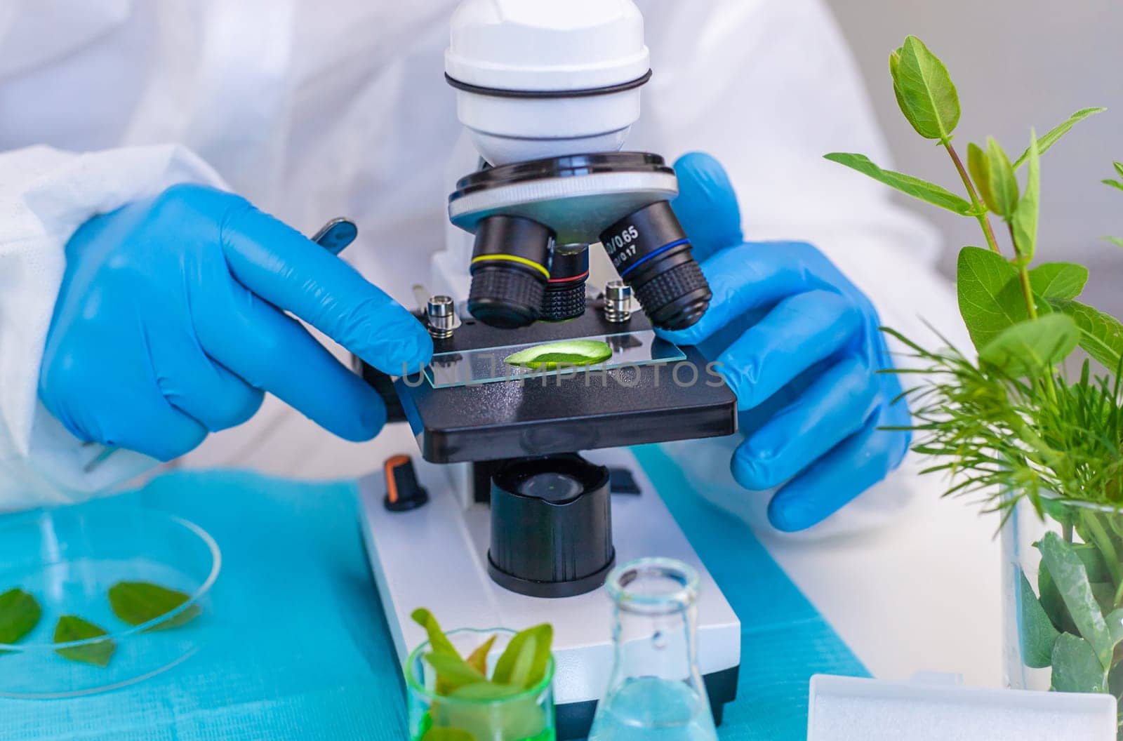 Research of plants in the laboratory. Selective focus. nature.