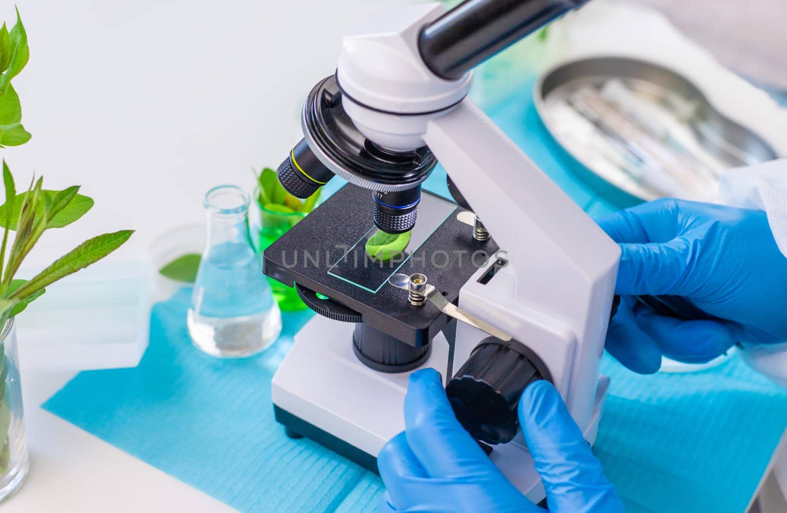 Research of plants in the laboratory. Selective focus. nature.