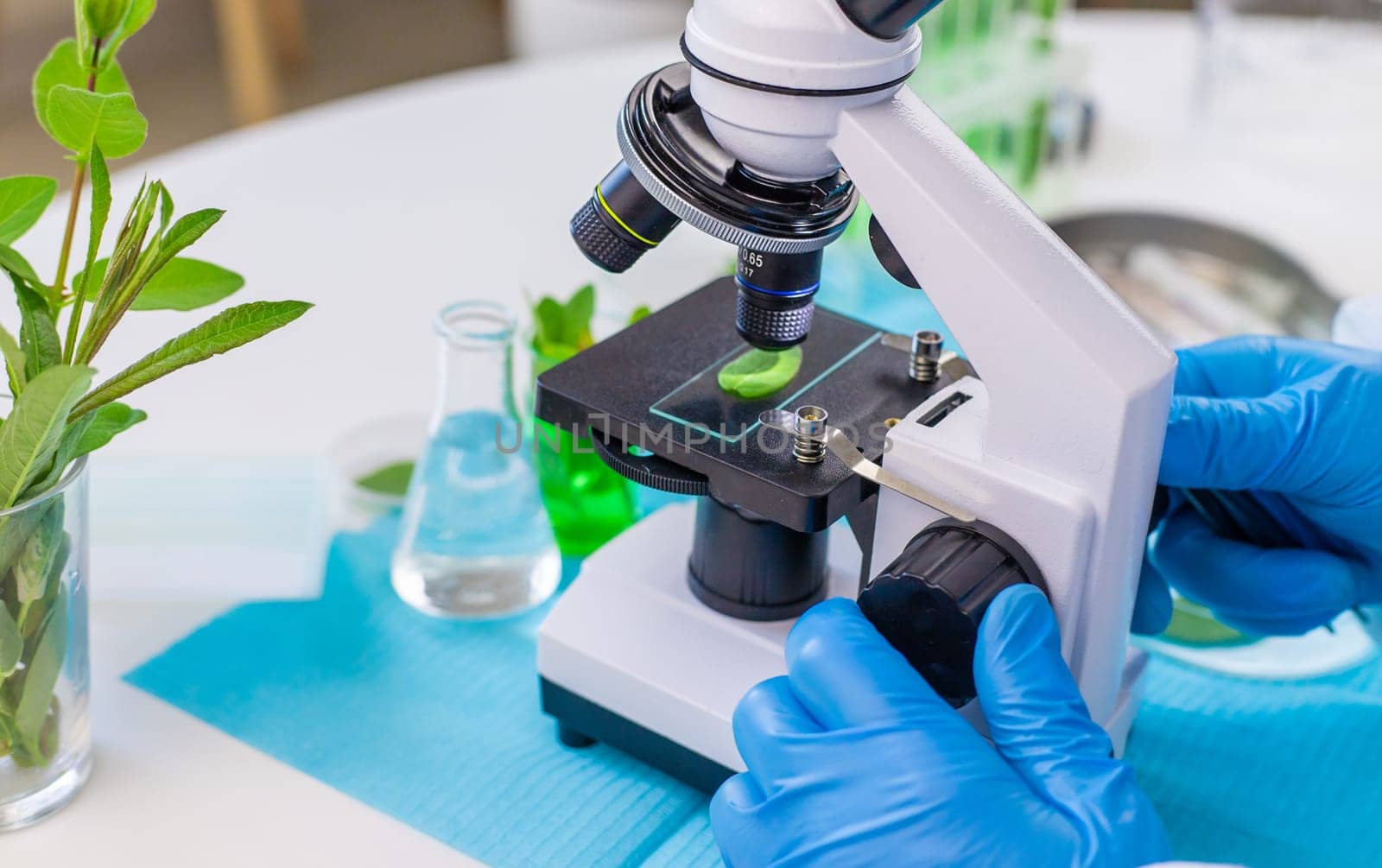 Research of plants in the laboratory. Selective focus. nature.