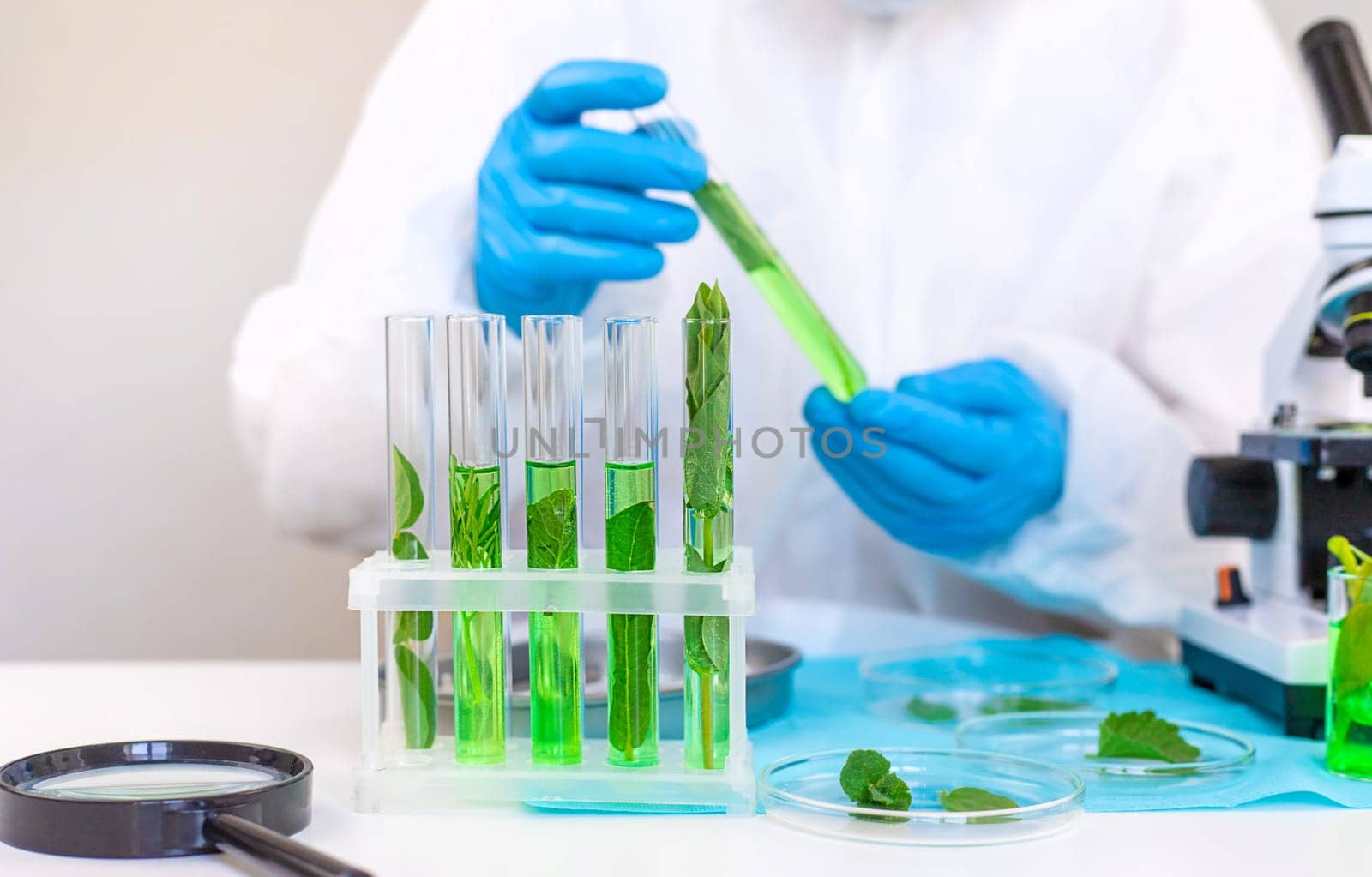 Research of plants in the laboratory. Selective focus. nature.