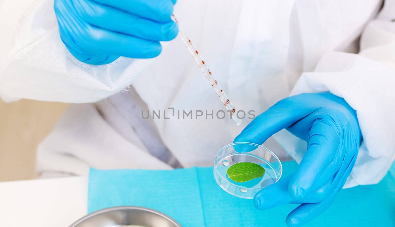 Research of plants in the laboratory. Selective focus. nature.