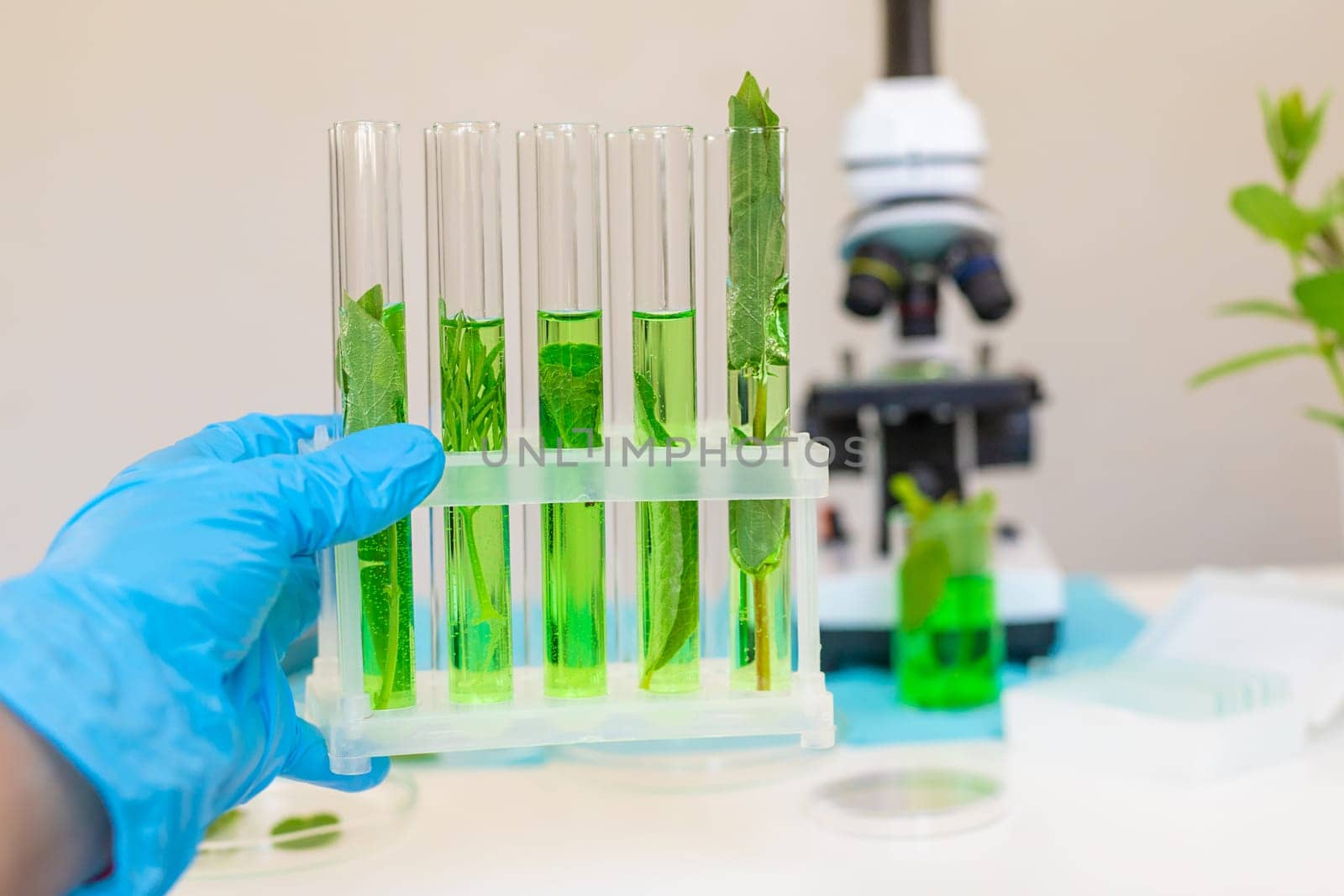 Research of plants in the laboratory. Selective focus. nature.