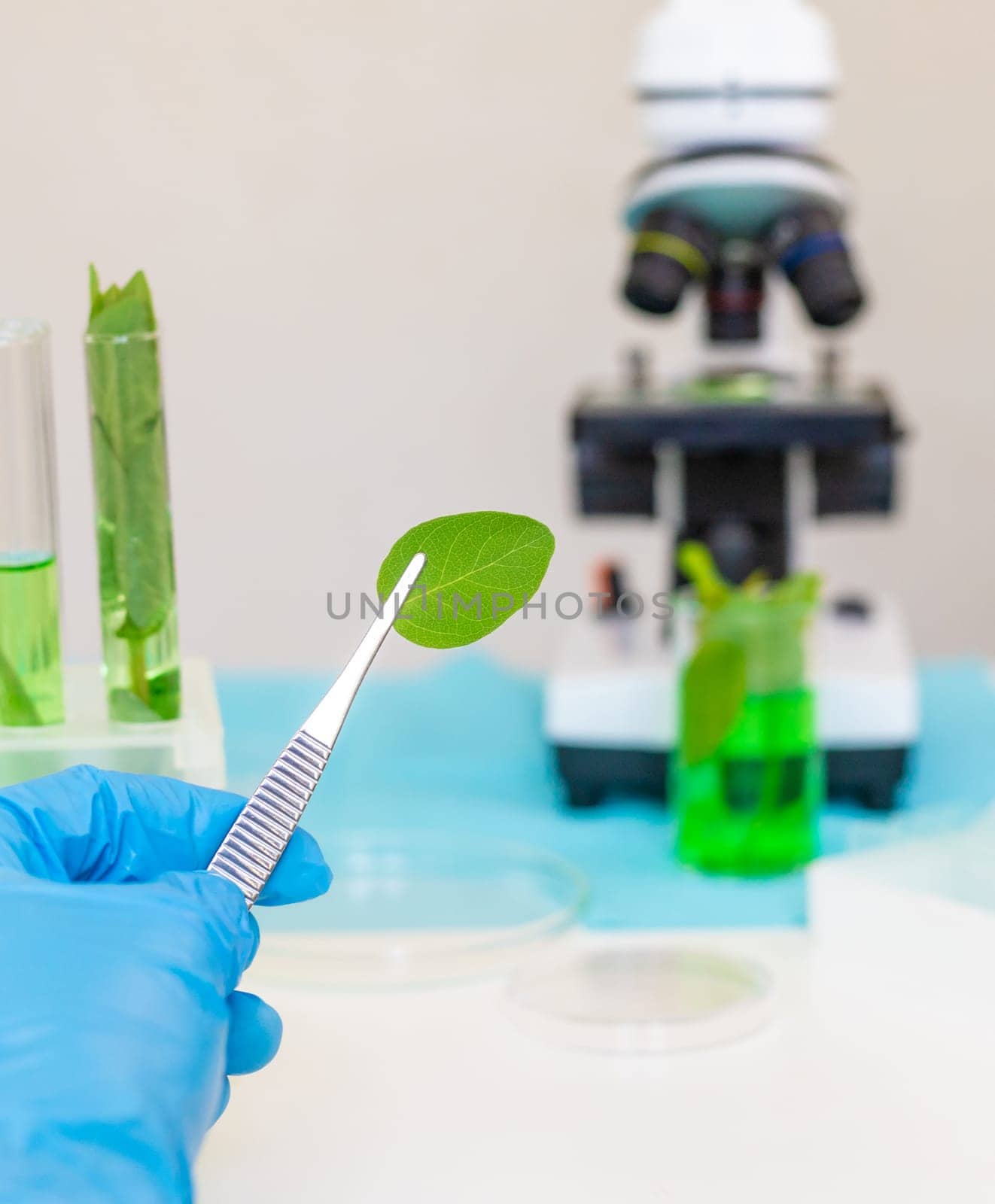 Research of plants in the laboratory. Selective focus. nature.