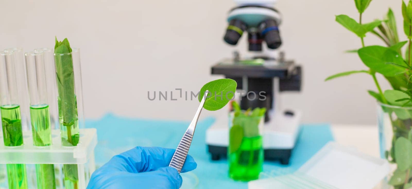 Research of plants in the laboratory. Selective focus. nature.