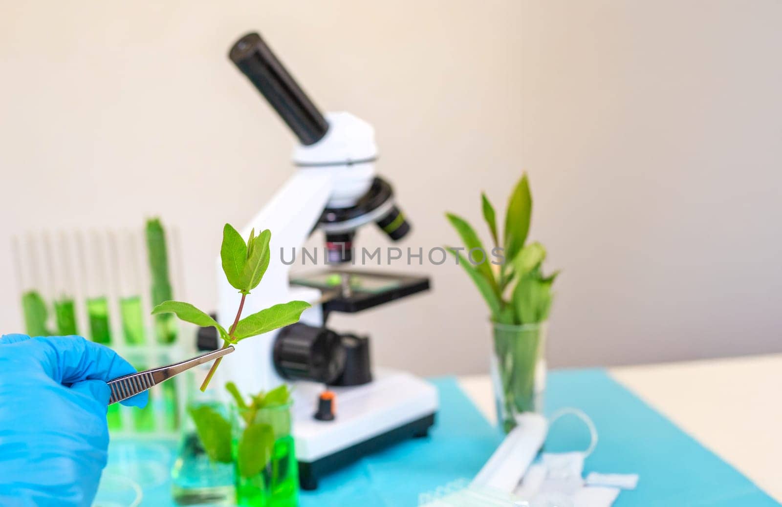 Research of plants in the laboratory. Selective focus. nature.