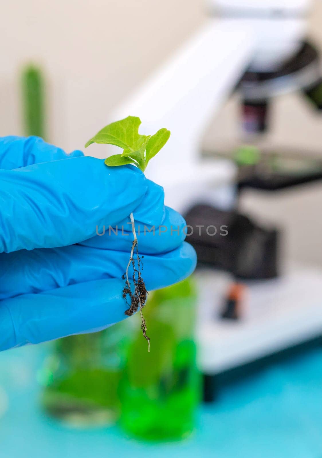 Research of plants in the laboratory. Selective focus. nature.