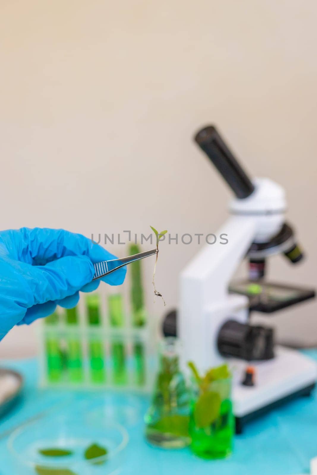 Research of plants in the laboratory. Selective focus. nature.