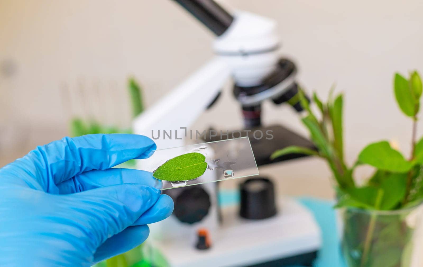 Research of plants in the laboratory. Selective focus. nature.