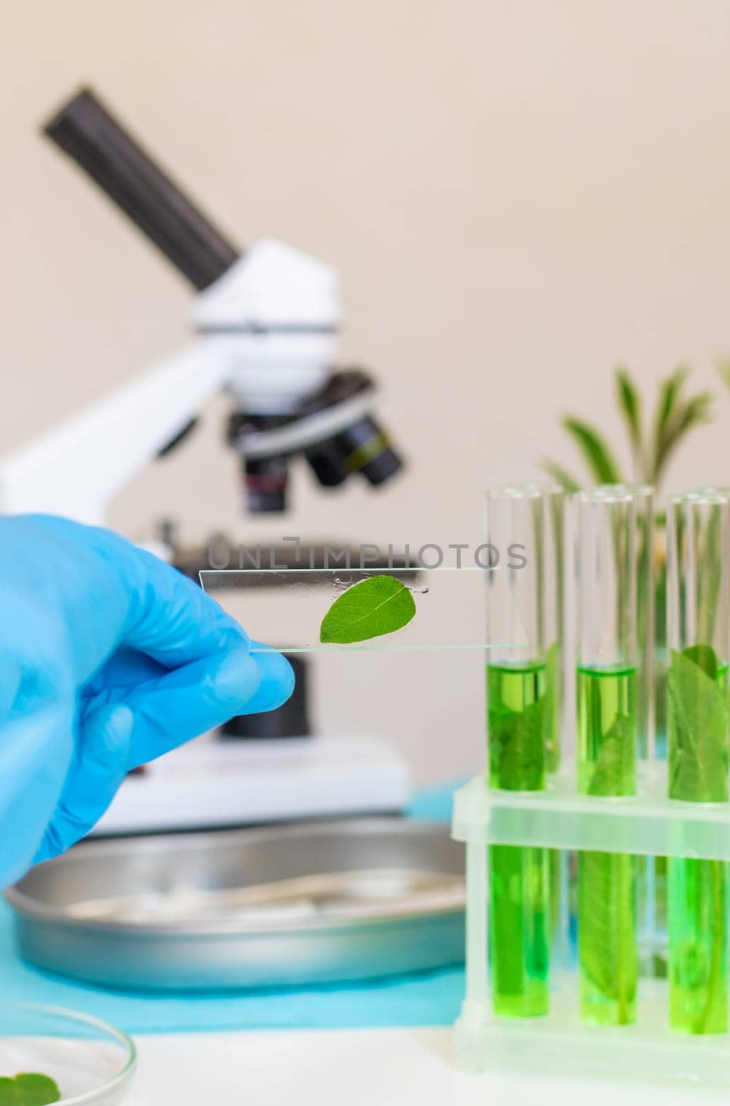 Research of plants in the laboratory. Selective focus. nature.
