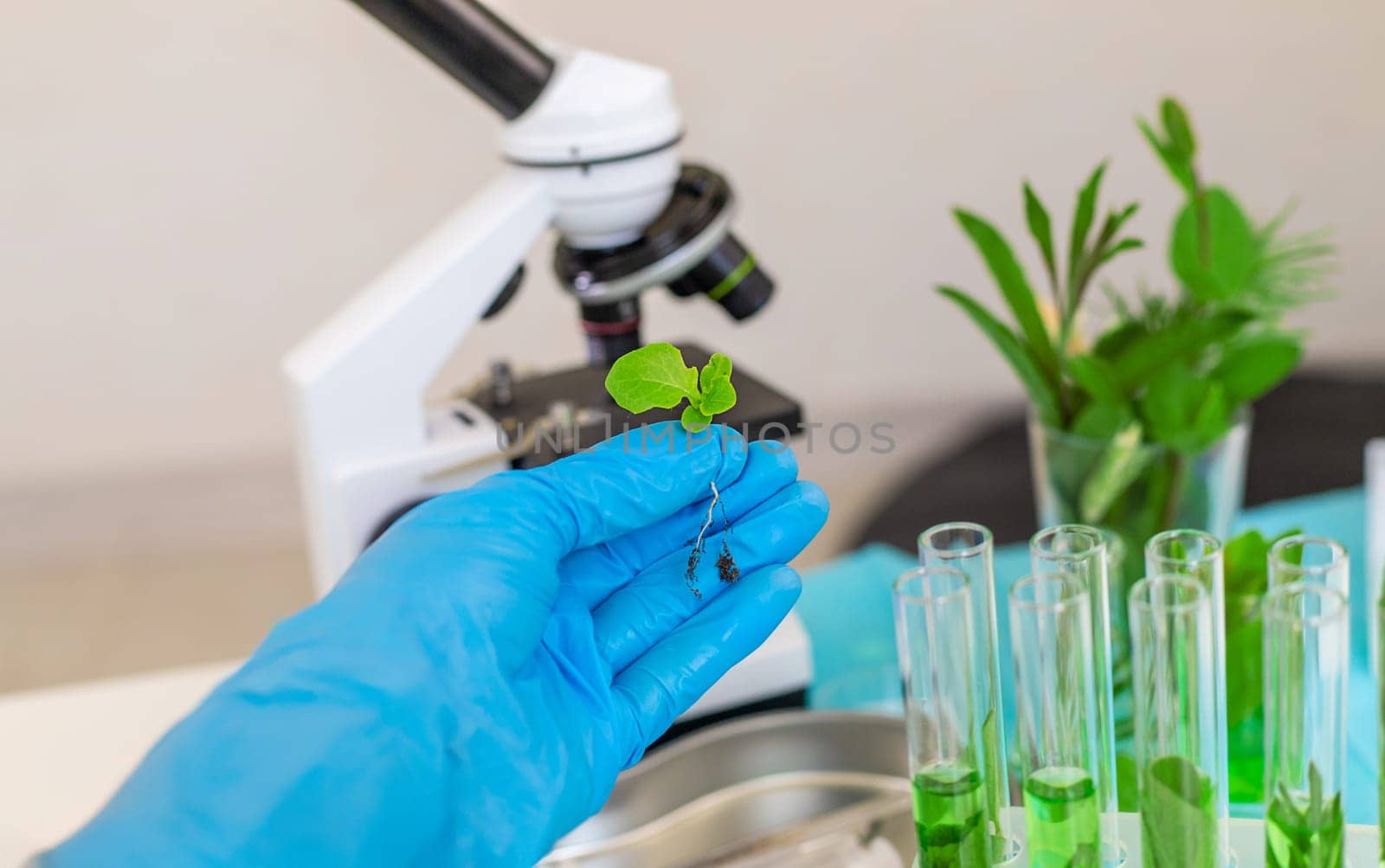 Research of plants in the laboratory. Selective focus. nature.
