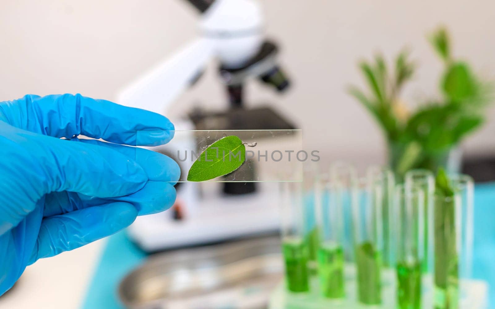 Research of plants in the laboratory. Selective focus. nature.