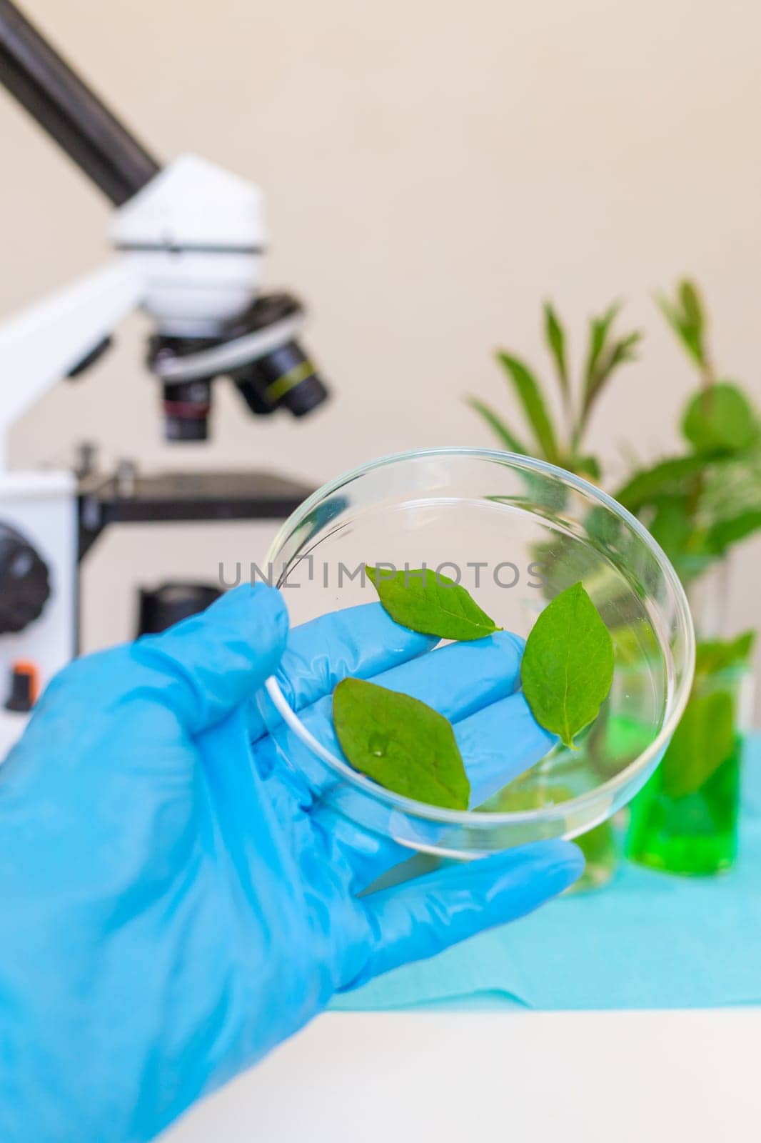 Research of plants in the laboratory. Selective focus. nature.