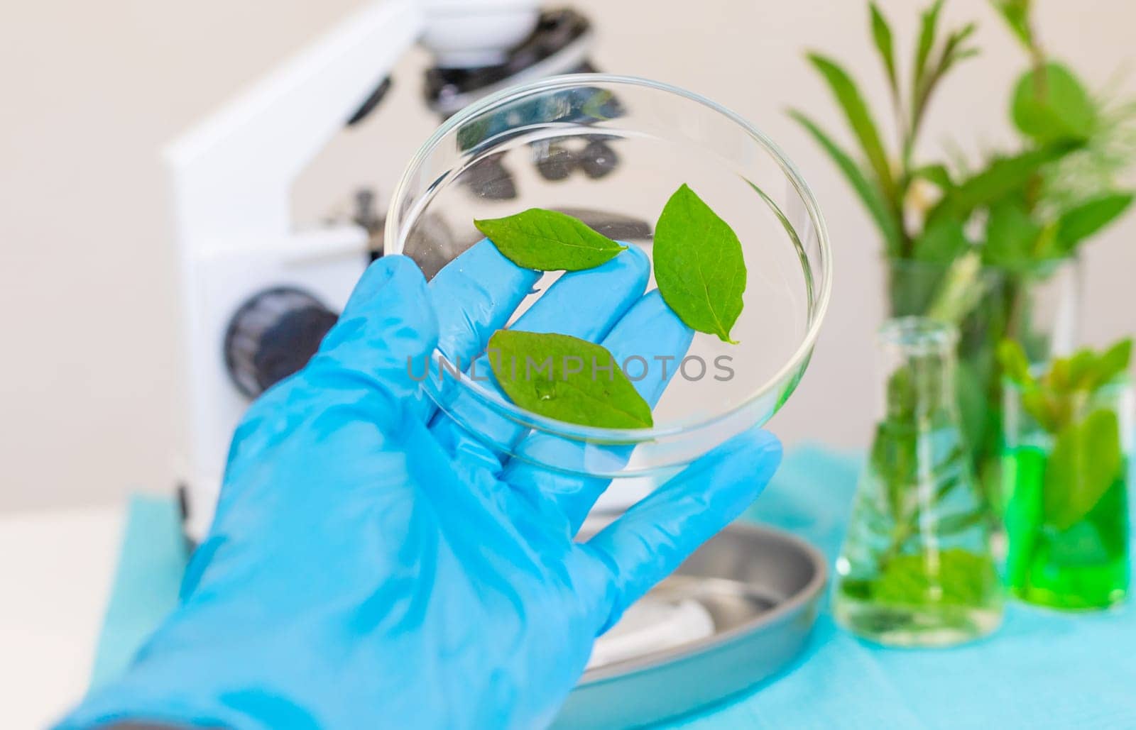 Research of plants in the laboratory. Selective focus. nature.