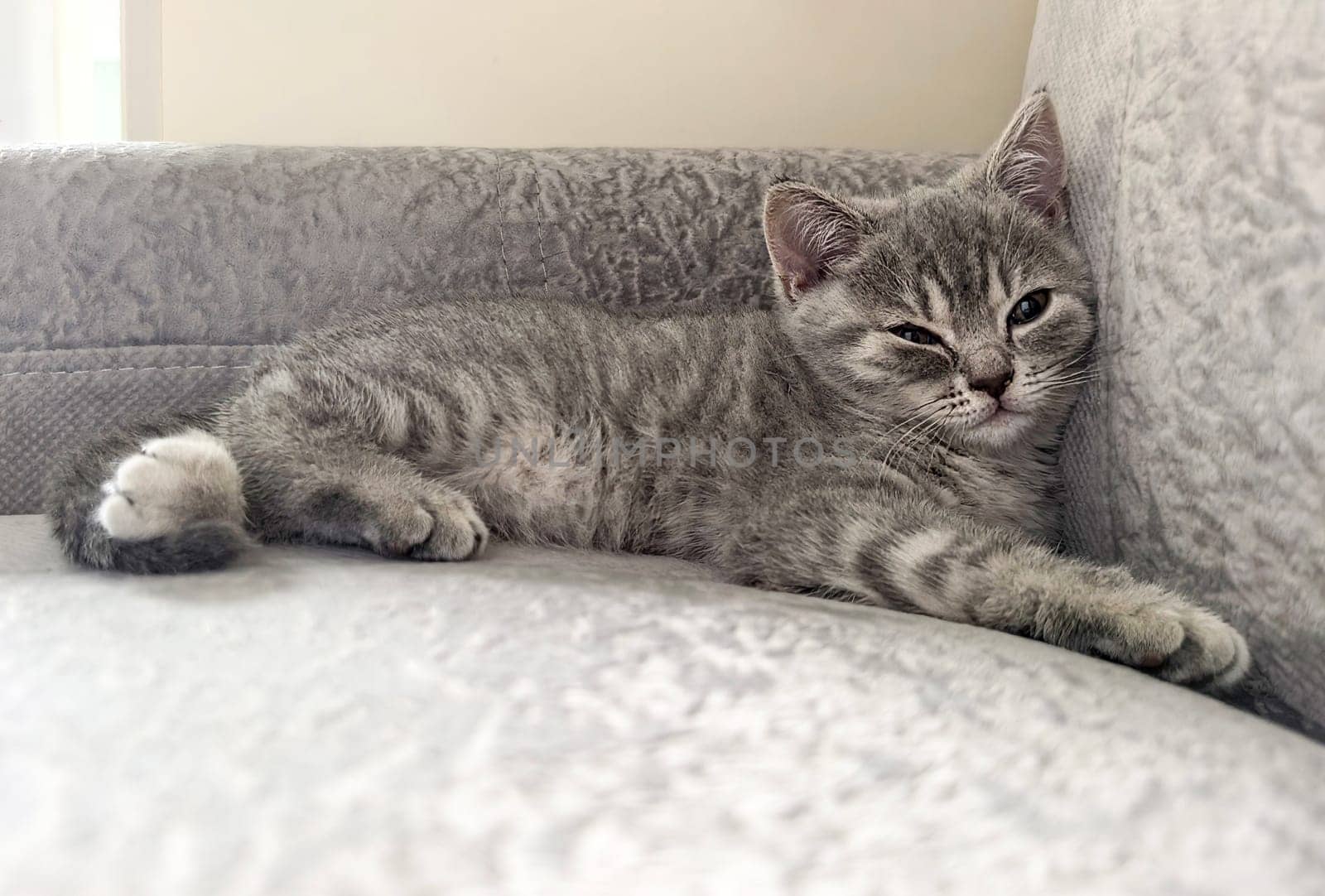 Gray kitten comfortably rests on a soft gray sofa, displaying a relaxed posture. Made on smartphone.
