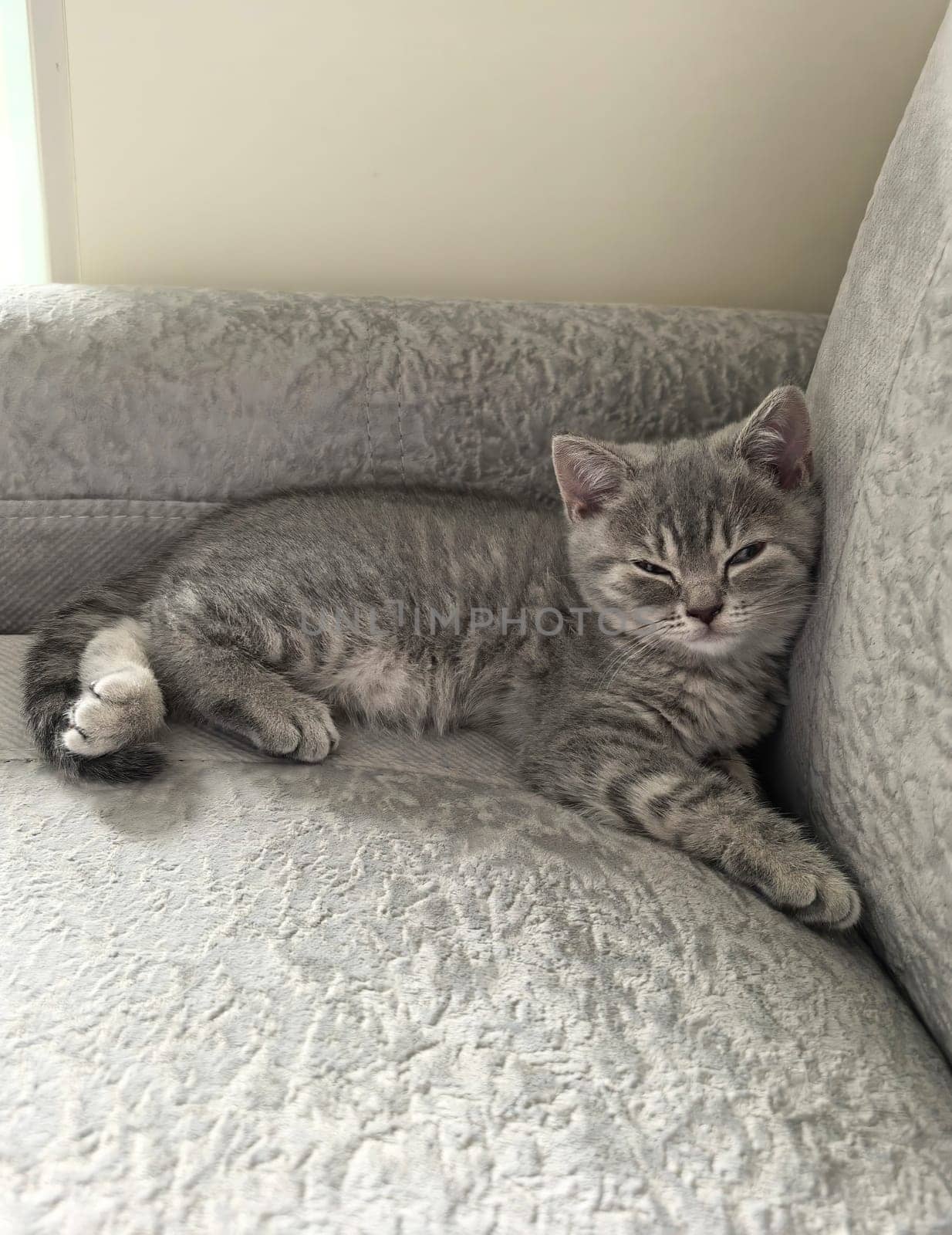 Gray kitten sleeping peacefully on a soft, textured sofa, appears relaxed and content. Made on smartphone.
