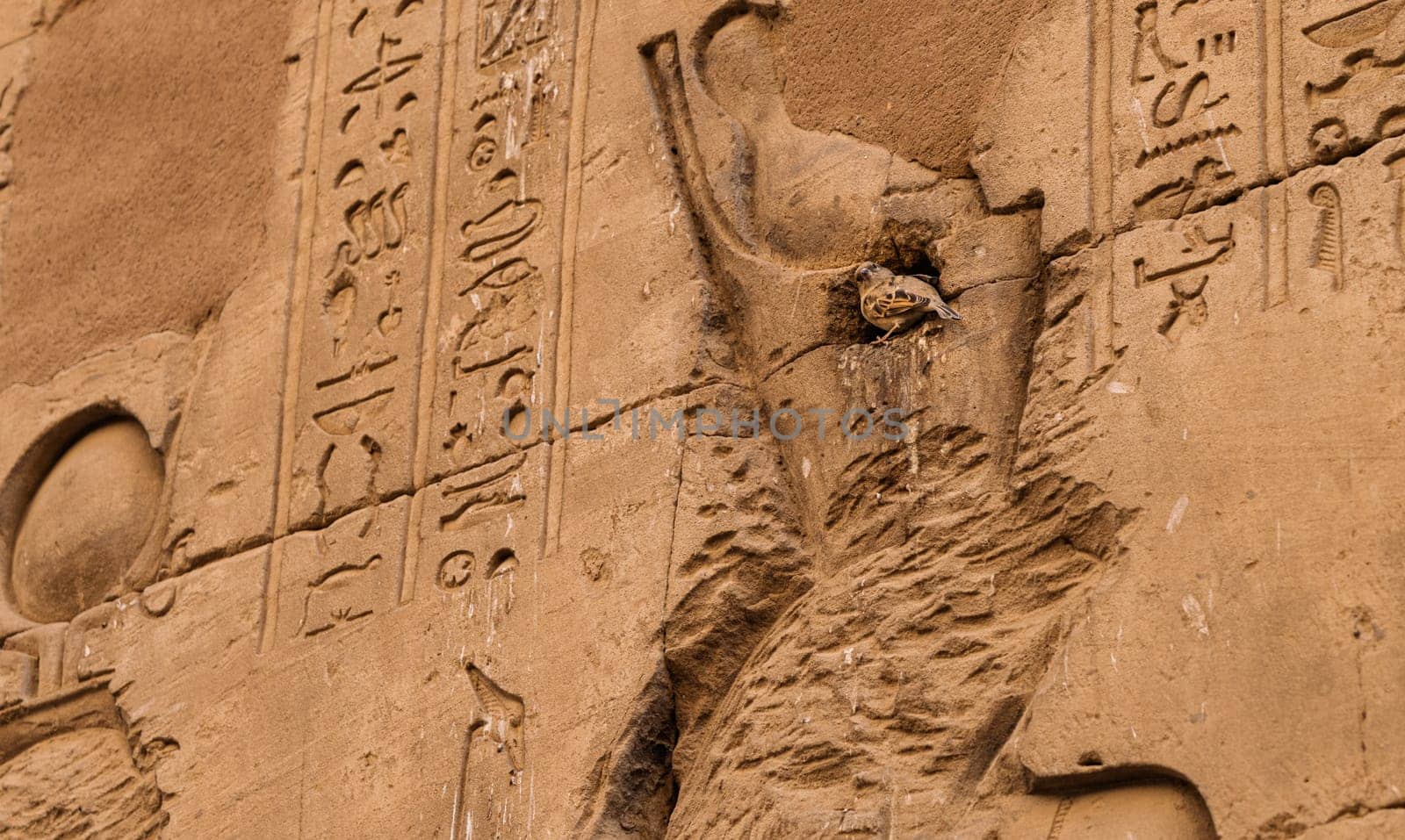 Small bird in its nest in a small hole in the carved wall of Edfu Temple near Luxor