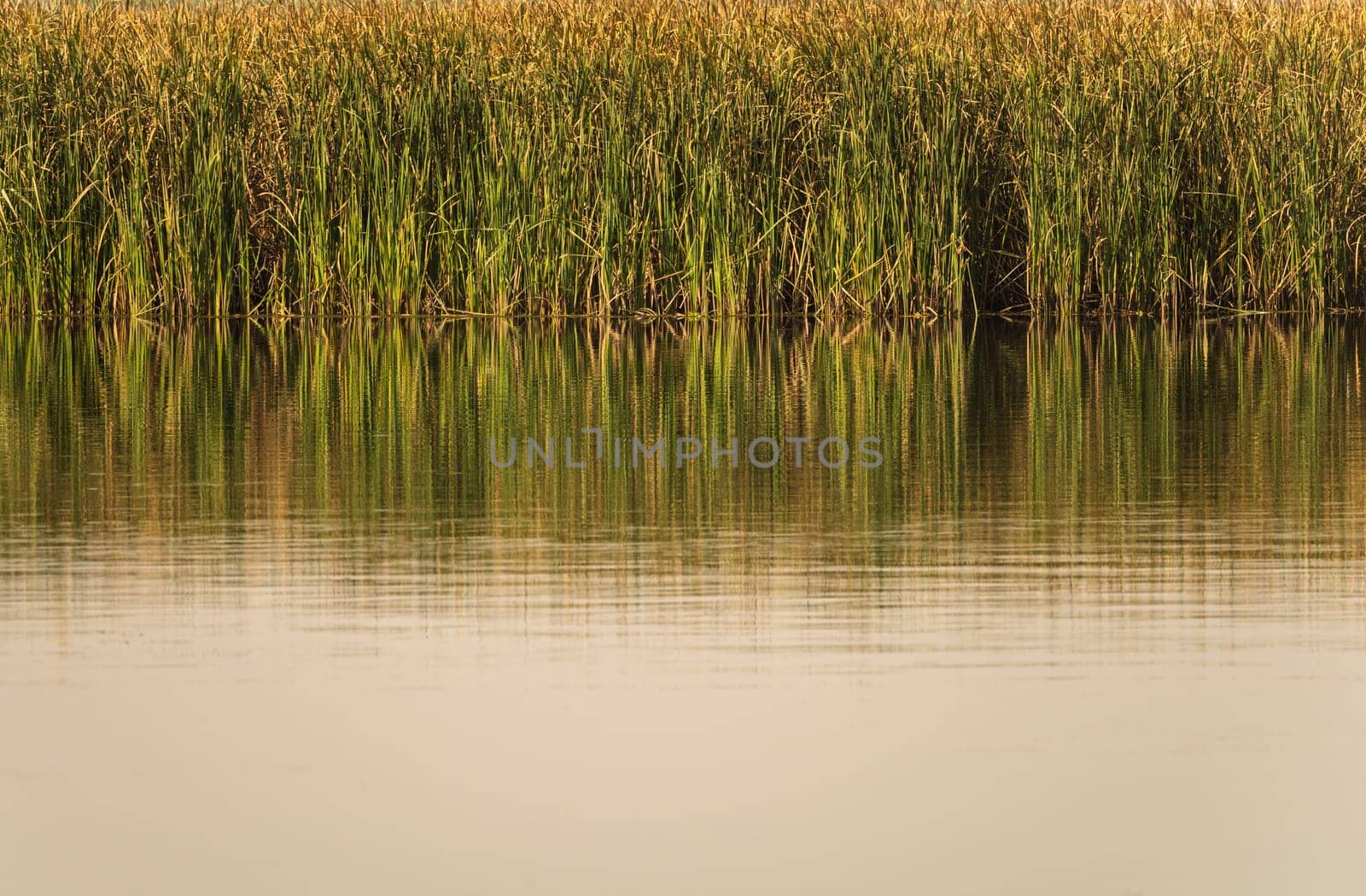 The still water reflects the reeds and their golden reflections under a beautiful, hazy sky.