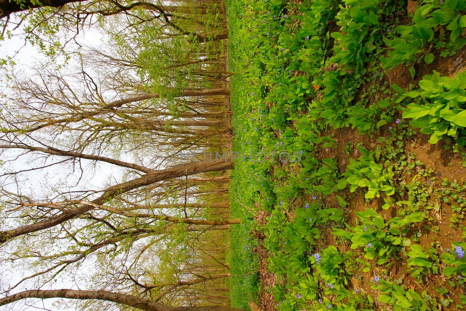 Views from the Bluebell Trail, Three Creeks Metro Park, Columbus, Ohio