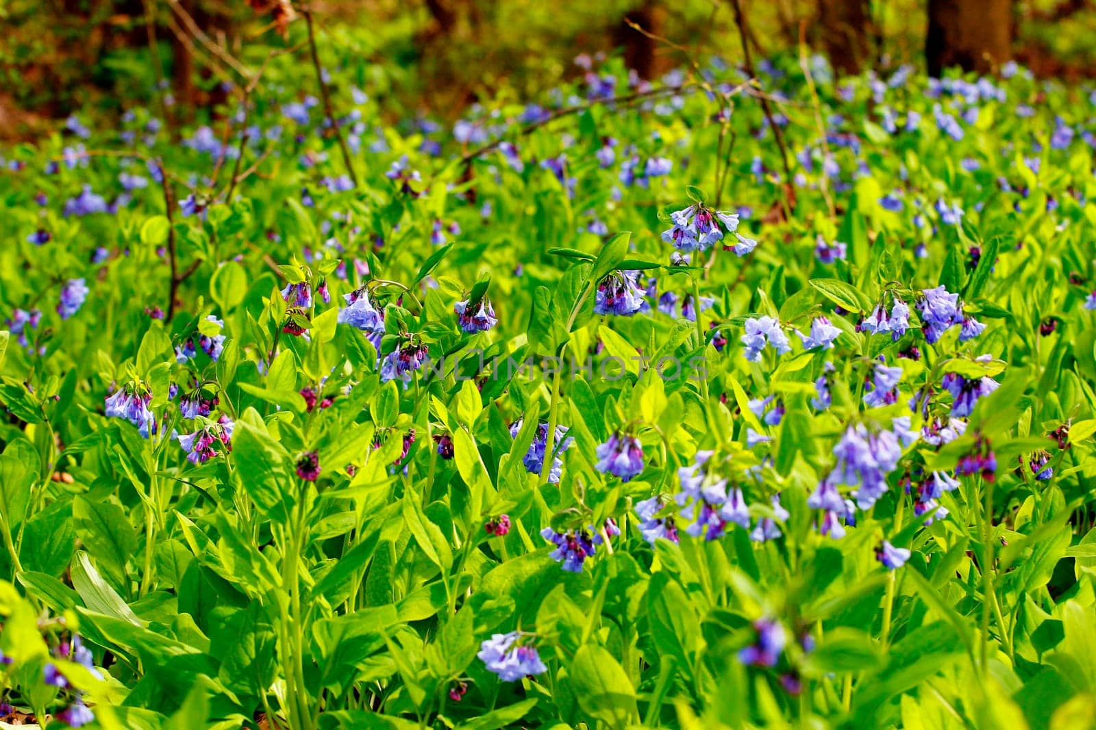 Views from the Bluebell Trail, Three Creeks Metro Park, Columbus, Ohio