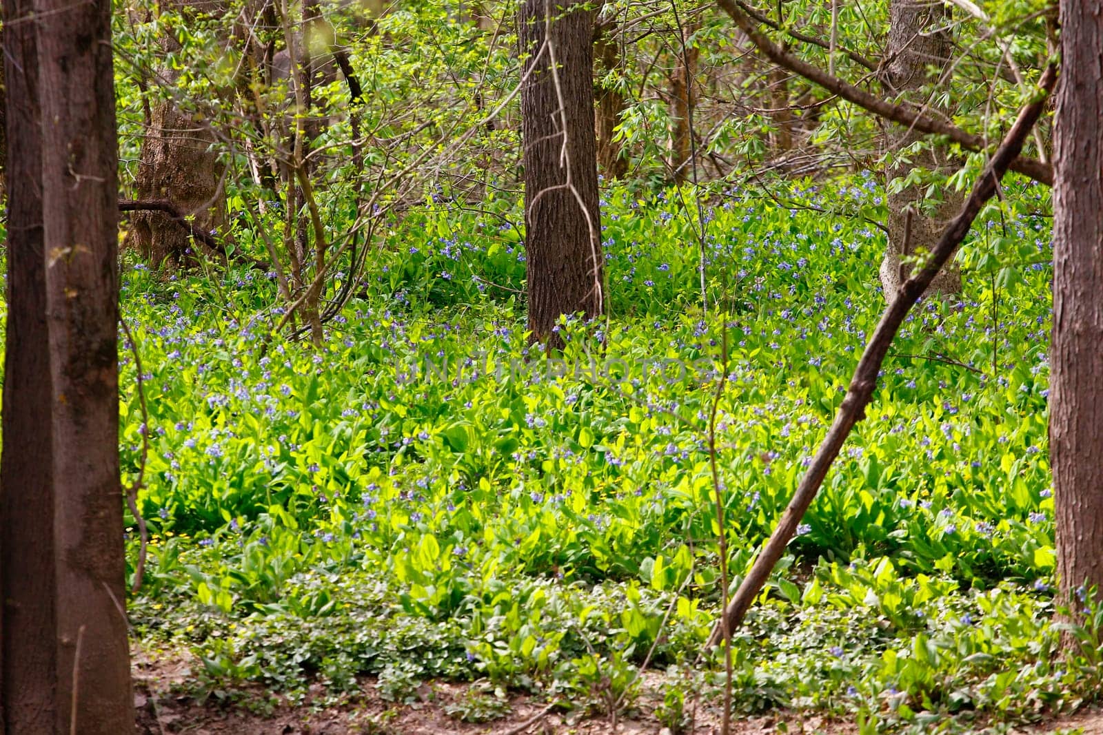Views from the Bluebell Trail, Three Creeks Metro Park, Columbus, Ohio