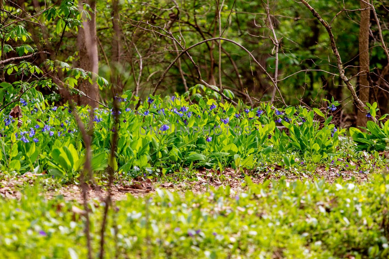 Views from the Bluebell Trail, Three Creeks Metro Park, Columbus, Ohio