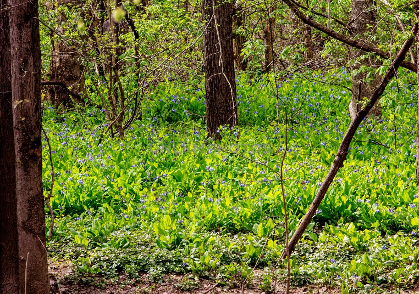 Views from the Bluebell Trail, Three Creeks Metro Park, Columbus, Ohio