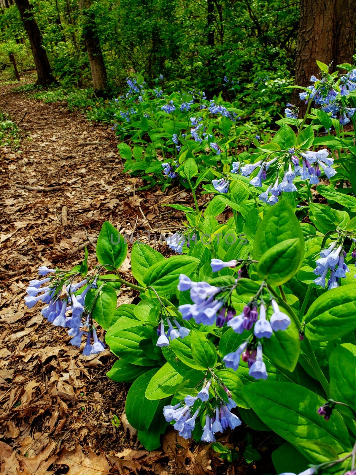 Views from the Bluebell Trail, Three Creeks Metro Park, Columbus, Ohio