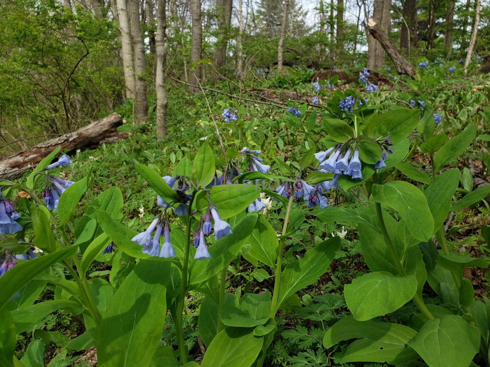 Views from the Bluebell Trail, Three Creeks Metro Park, Columbus, Ohio