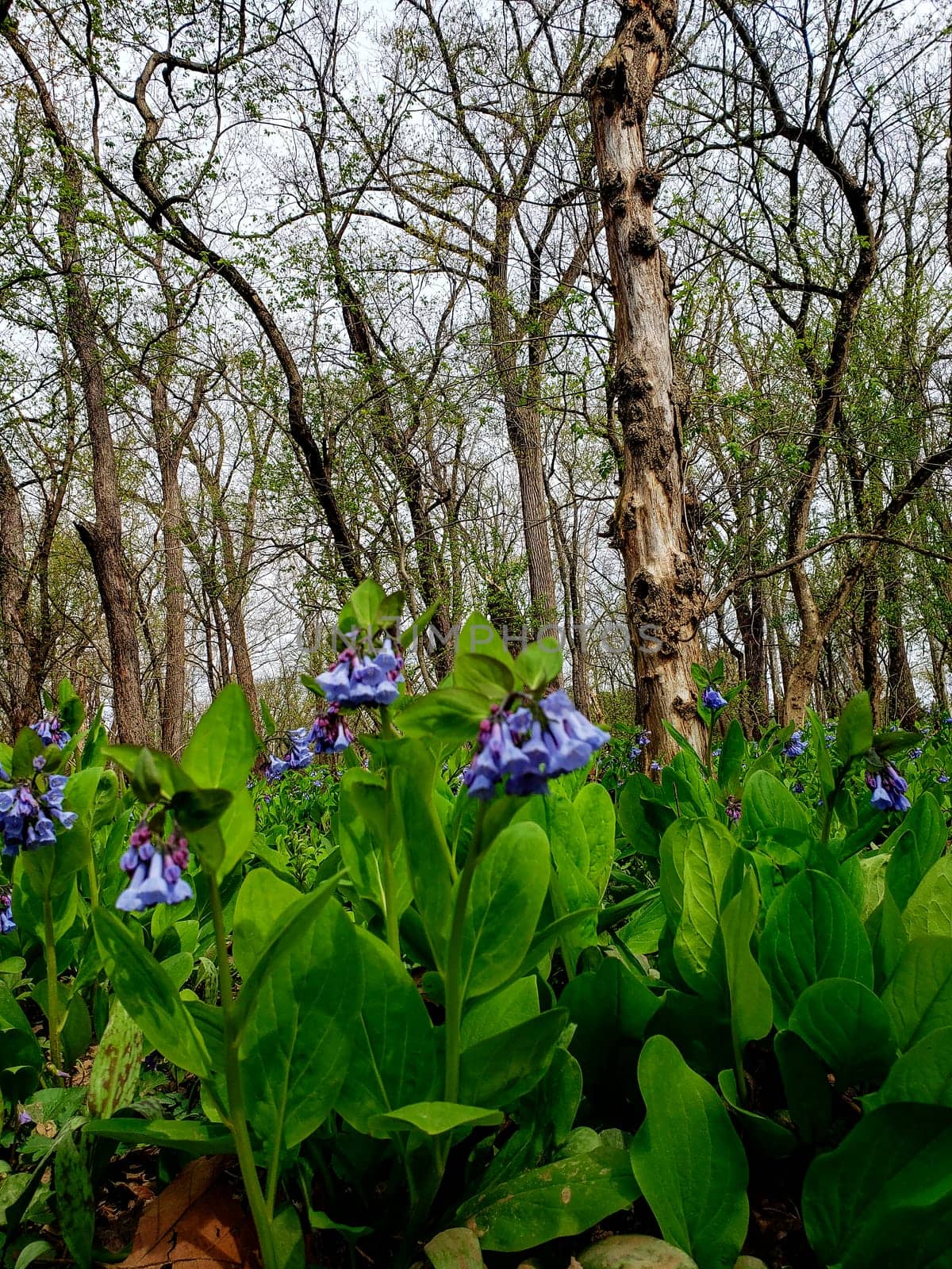 Views from the Bluebell Trail, Three Creeks Metro Park, Columbus, Ohio