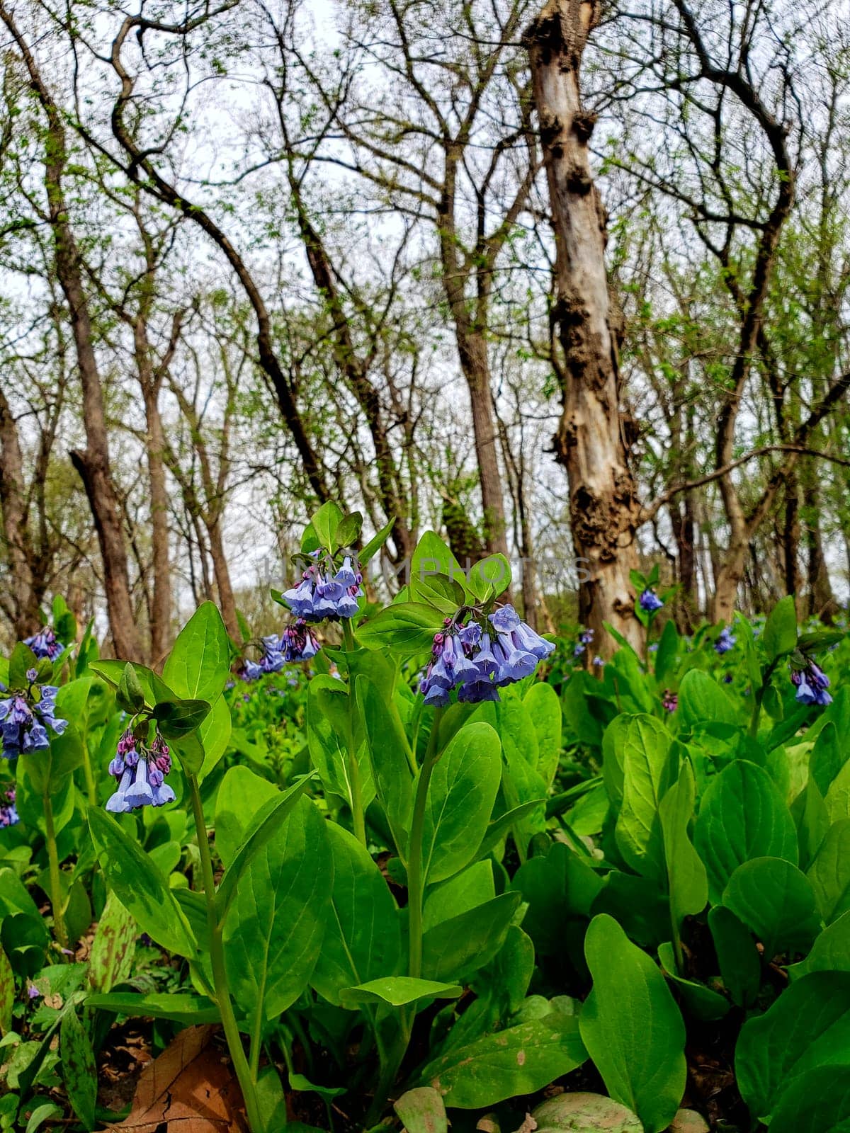 Views from the Bluebell Trail, Three Creeks Metro Park, Columbus, Ohio