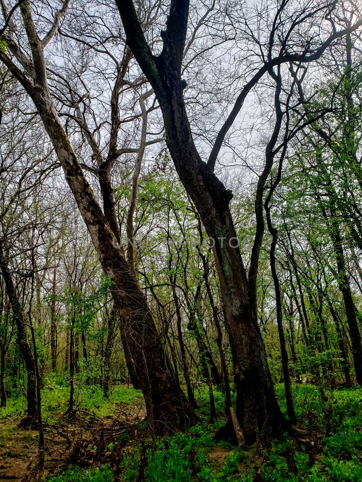 Views from the Bluebell Trail, Three Creeks Metro Park, Columbus, Ohio