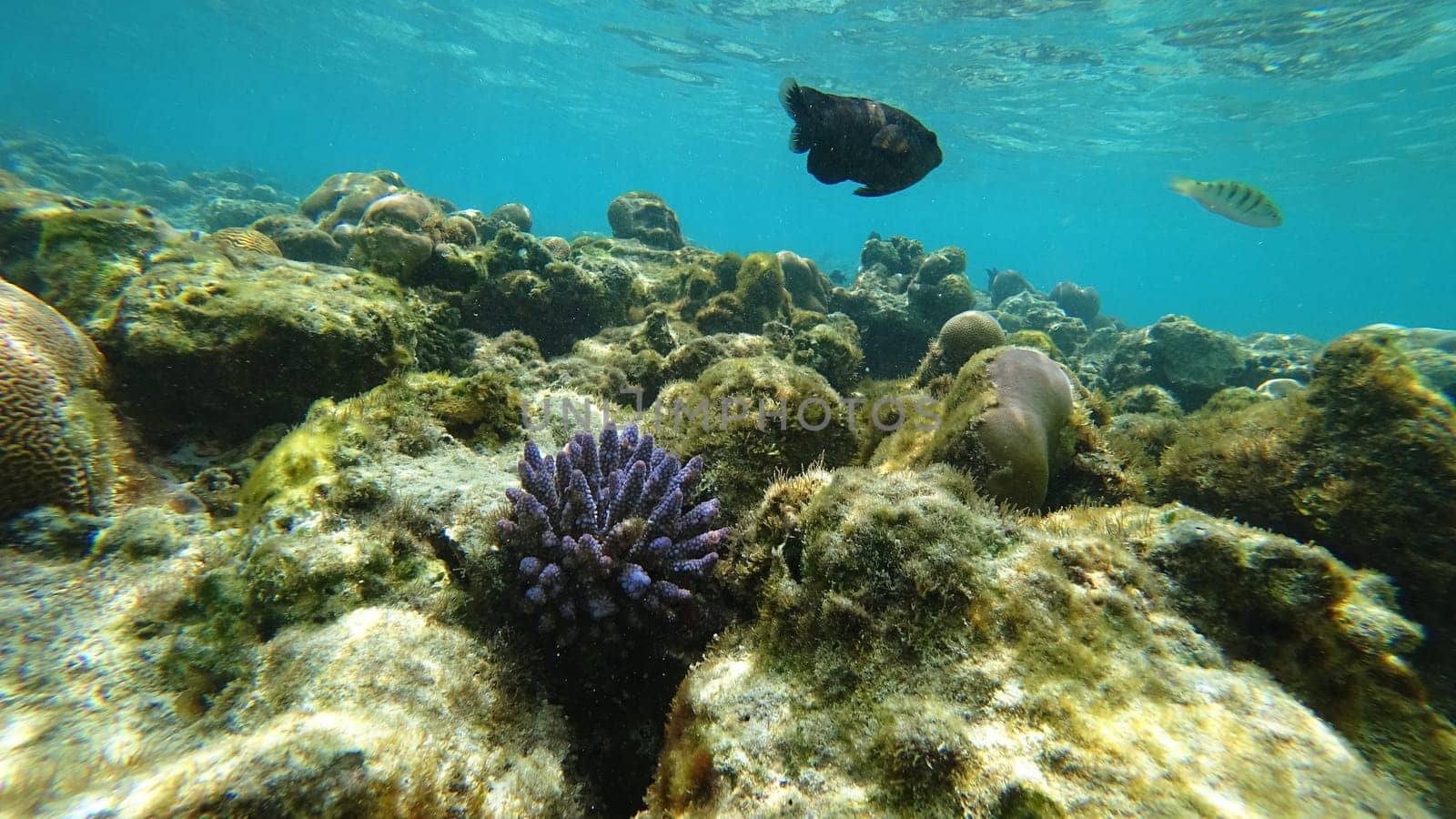 Underwater view of a coral reef with tropical fish swimming in crystal-clear turquoise water, showcasing the vibrant colors and biodiversity of a thriving marine ecosystem