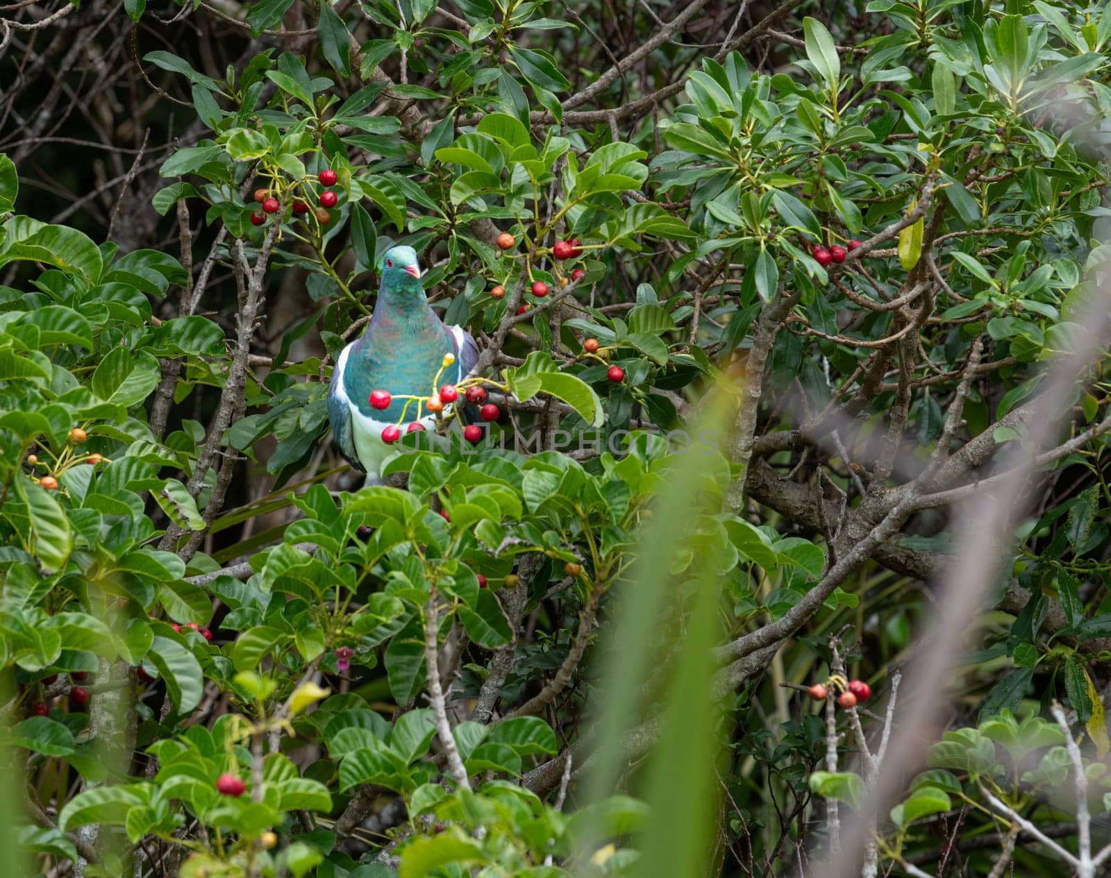 New Zealand wood pigeon in puriri tree to feed on red berries