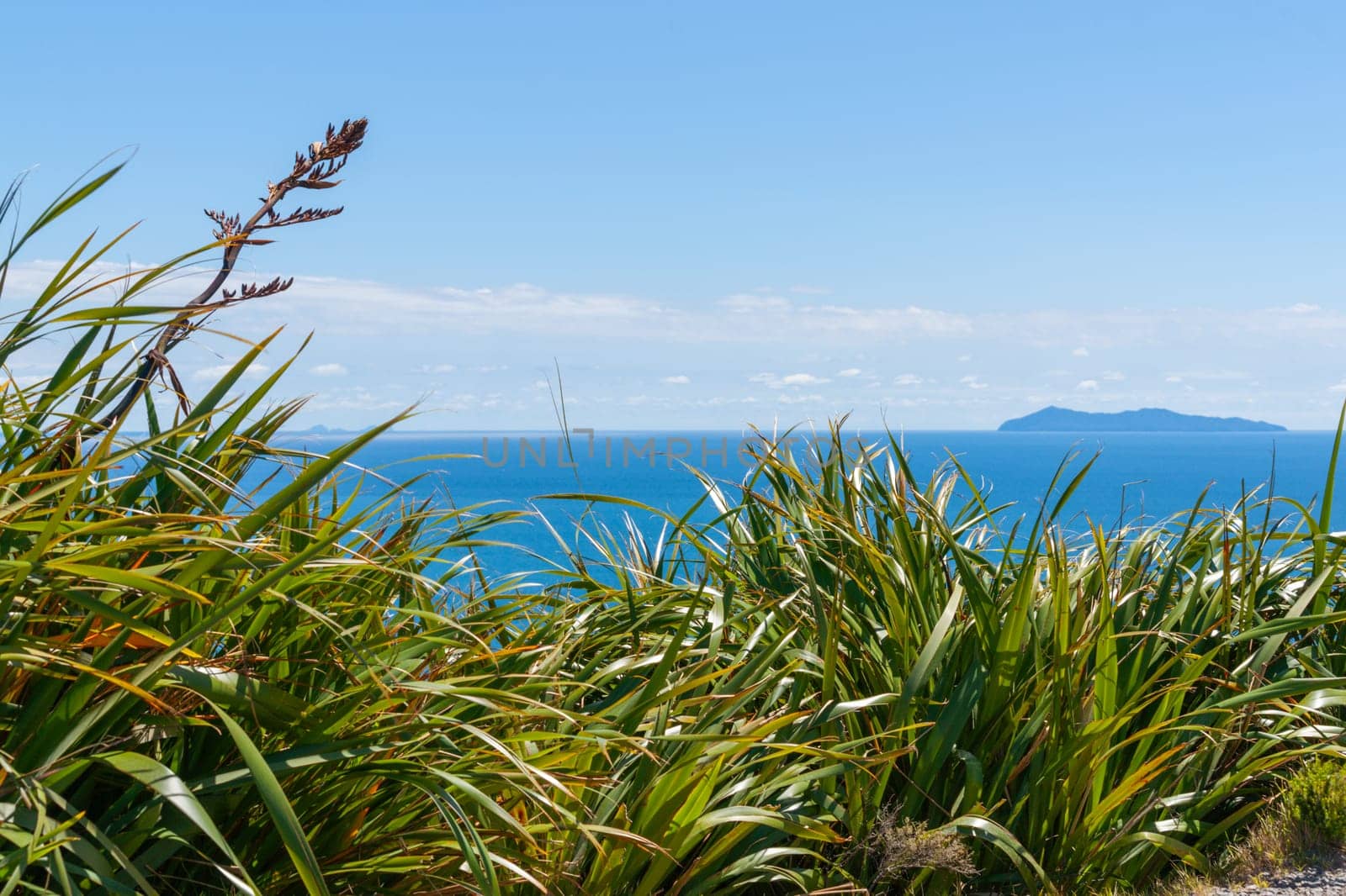 Wide coastal View from top of Mount Maunganui over luxuriant flax or harakeke to Mayor Island on horizon New Zealand.