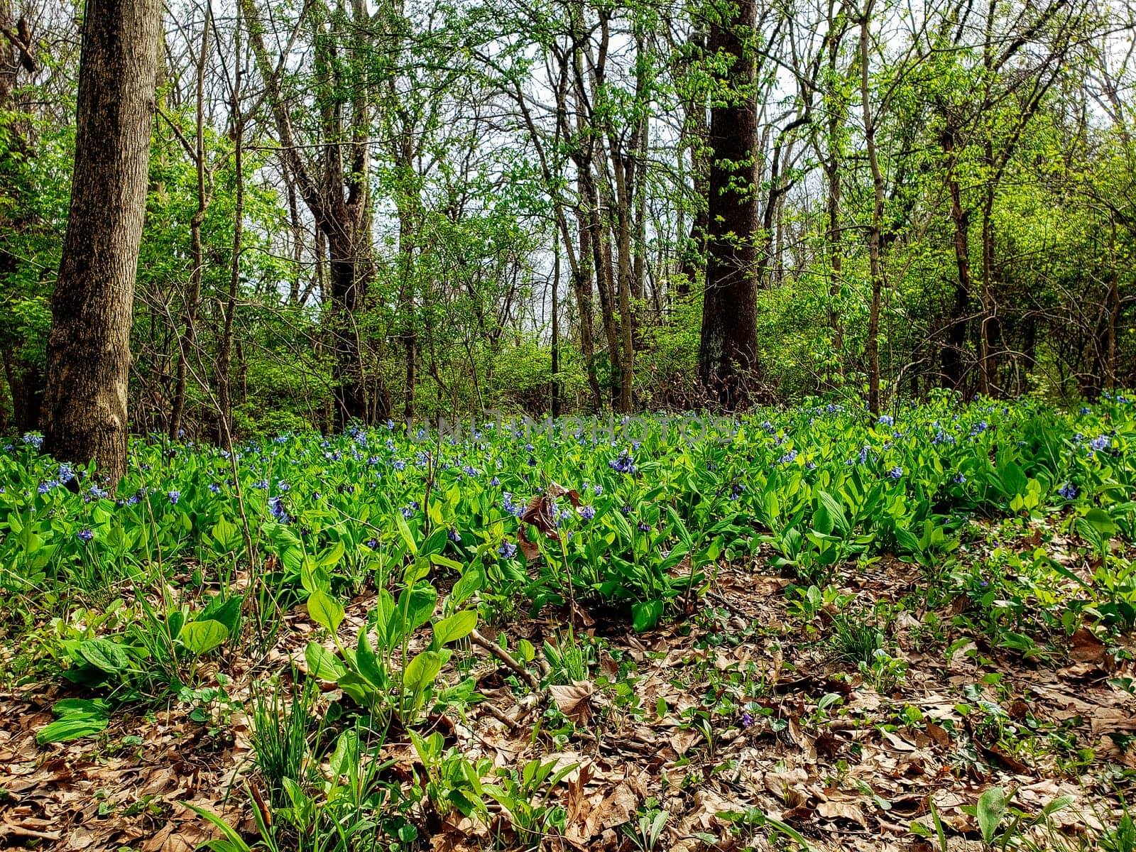 Views from the Bluebell Trail, Three Creeks Metro Park, Columbus, Ohio
