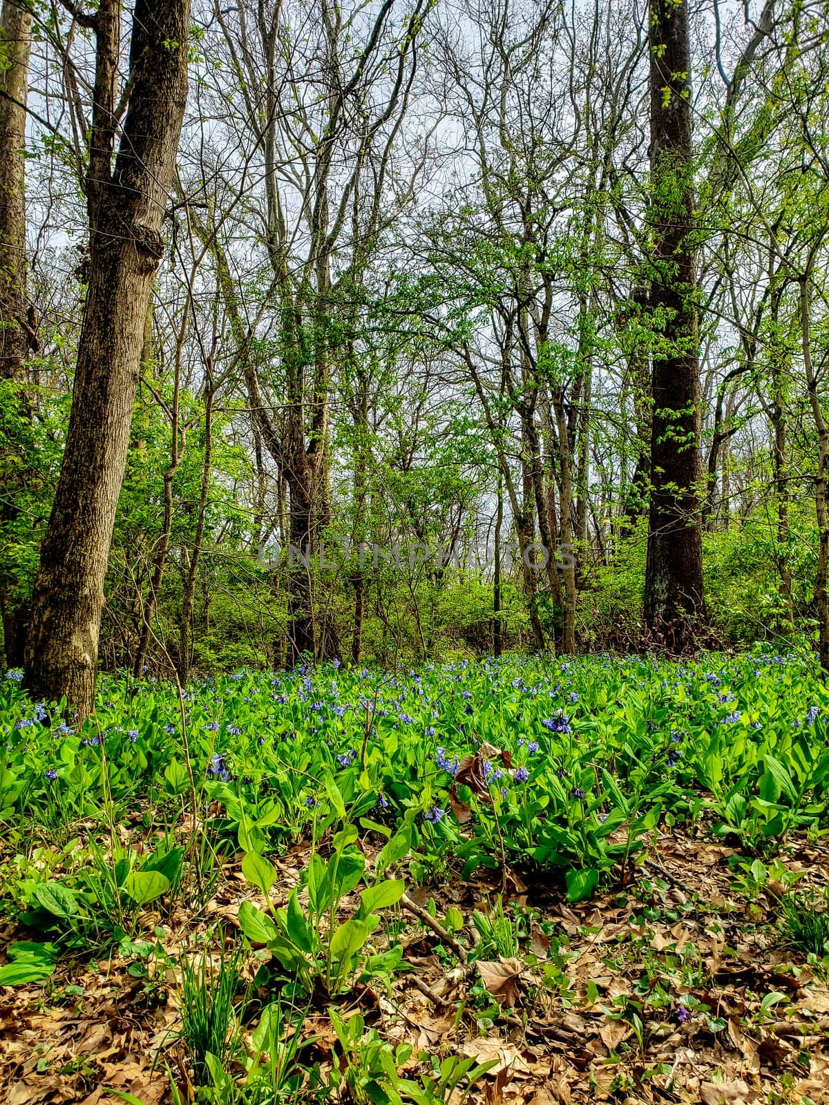 Views from the Bluebell Trail, Three Creeks Metro Park, Columbus, Ohio